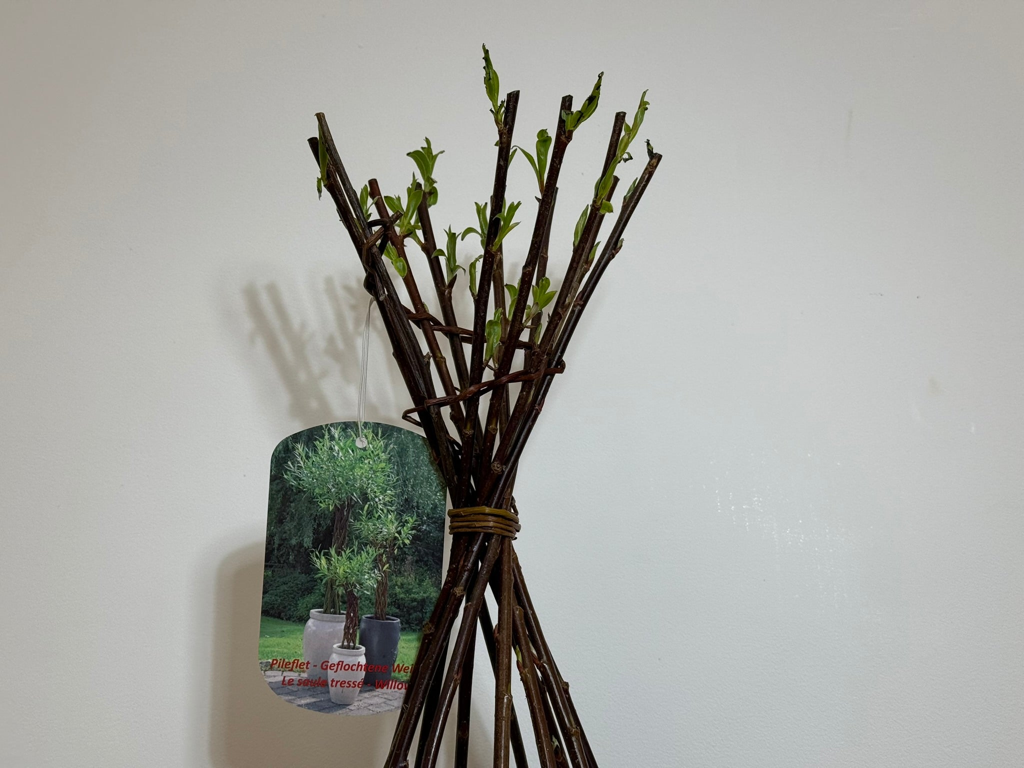 Salix Hybrid Americana Living Braided Willow Tree Sculpture 50cm, 15cm pot (50-04)