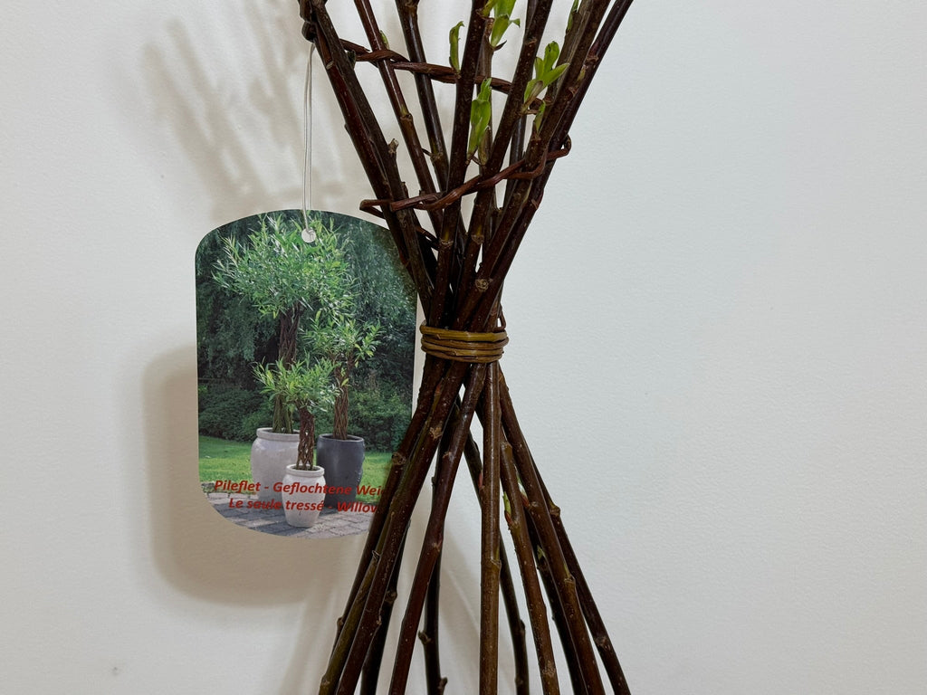Salix Hybrid Americana Living Braided Willow Tree Sculpture 50cm, 15cm pot (50-04)
