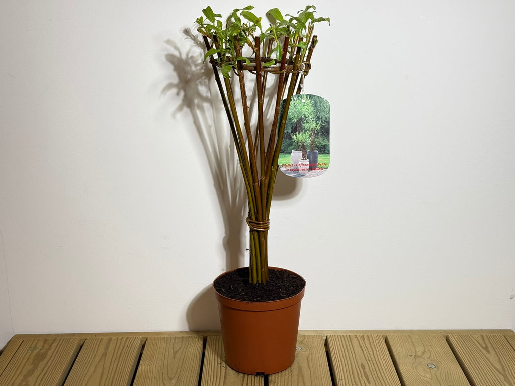 Salix Hybrid Americana Living Braided Willow Tree Sculpture 50cm, 15cm pot (50-06)