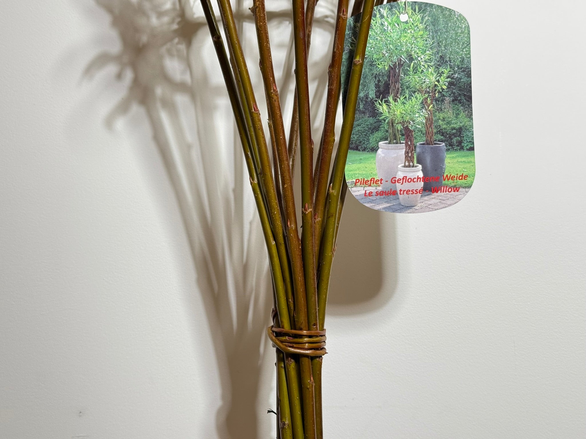 Salix Hybrid Americana Living Braided Willow Tree Sculpture 50cm, 15cm pot (50-06)