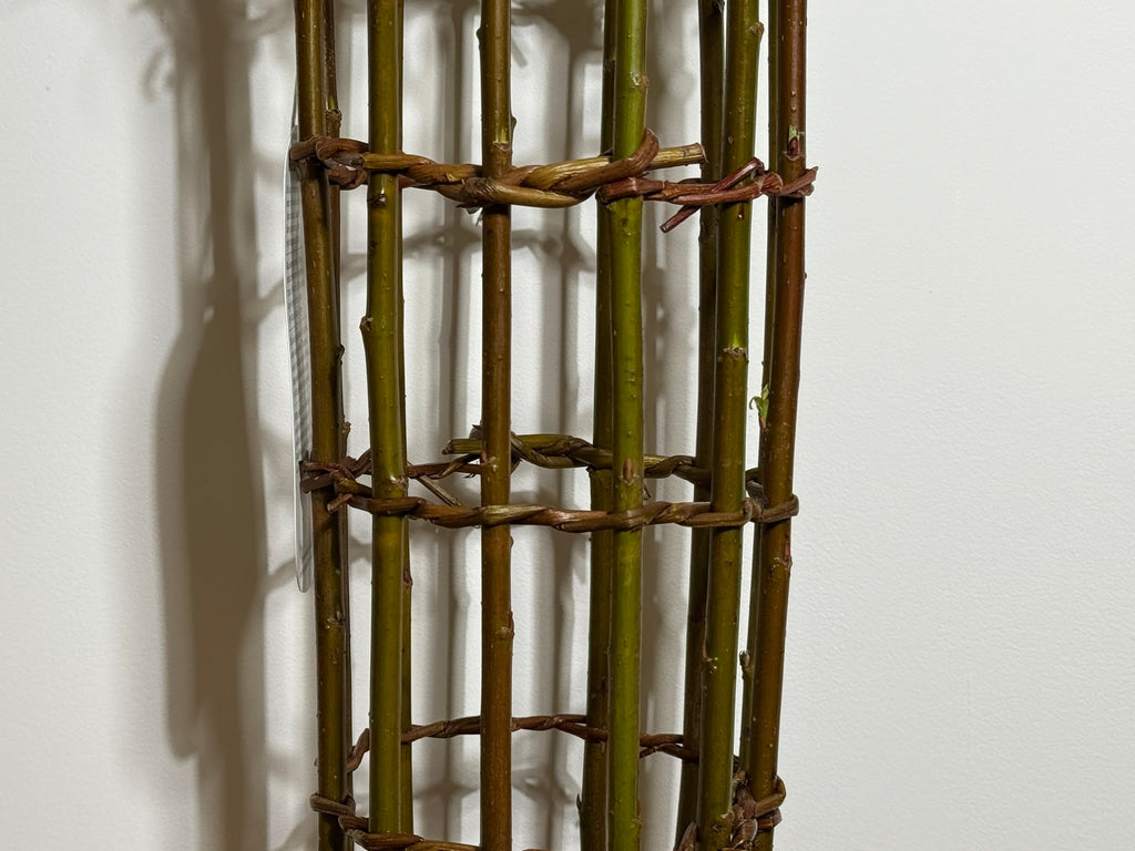 Salix Hybrid Americana Living Braided Willow Tree Sculpture 50cm, 15cm pot (50-09)