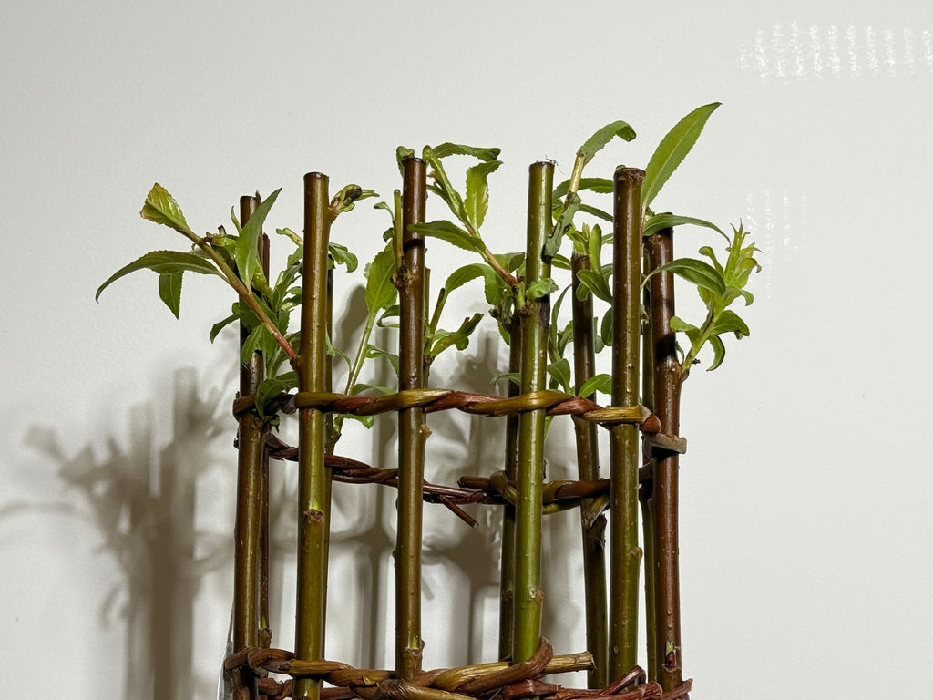 Salix Hybrid Americana Living Braided Willow Tree Sculpture 50cm, 15cm pot (50-09)