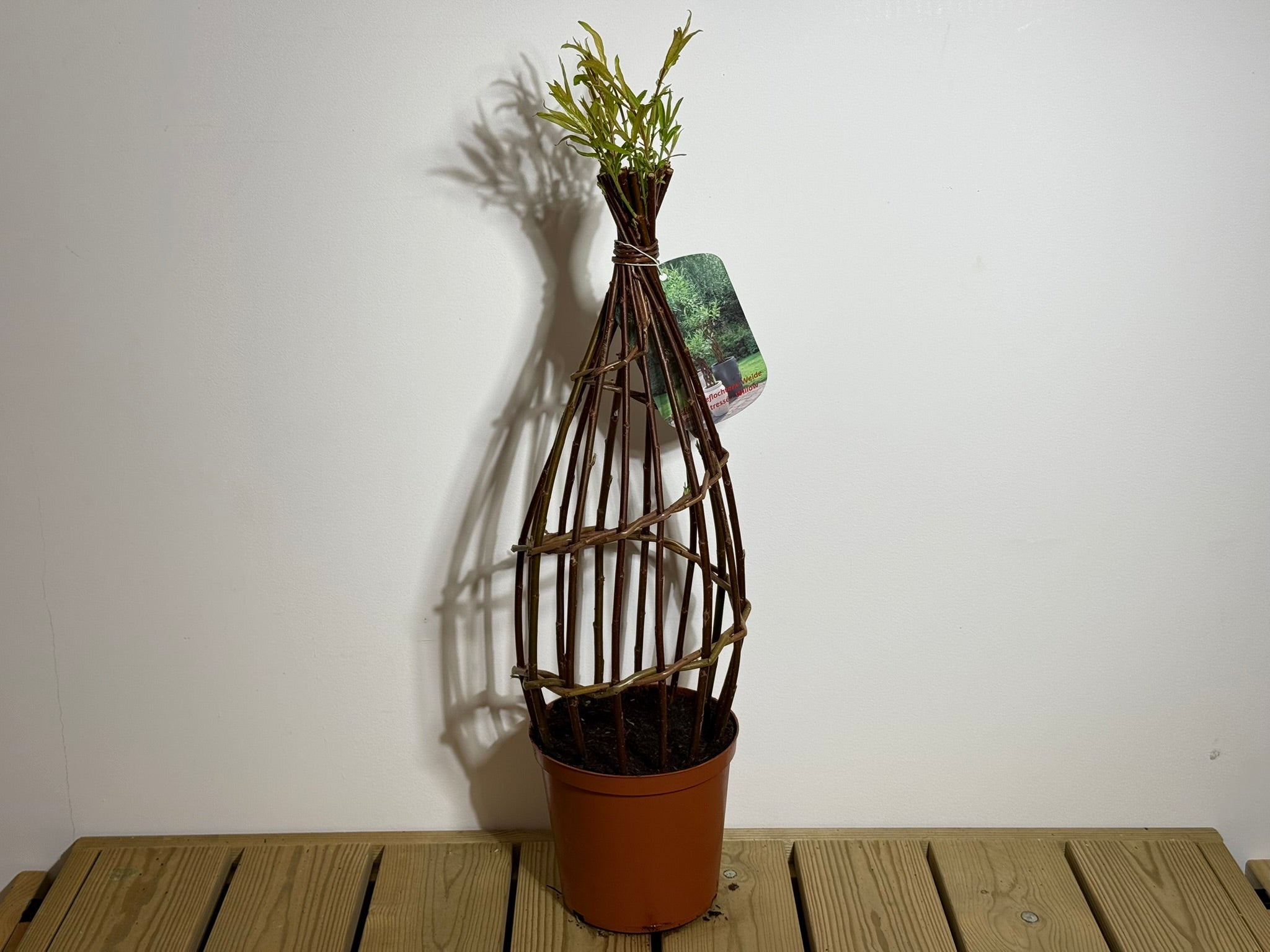 Salix Hybrid Americana Living Braided Willow Tree Sculpture 50cm, 15cm pot (50-08)