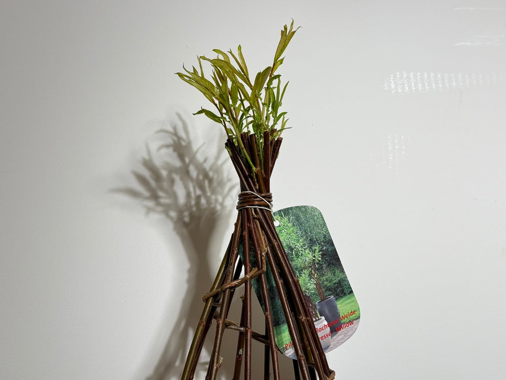 Salix Hybrid Americana Living Braided Willow Tree Sculpture 50cm, 15cm pot (50-08)