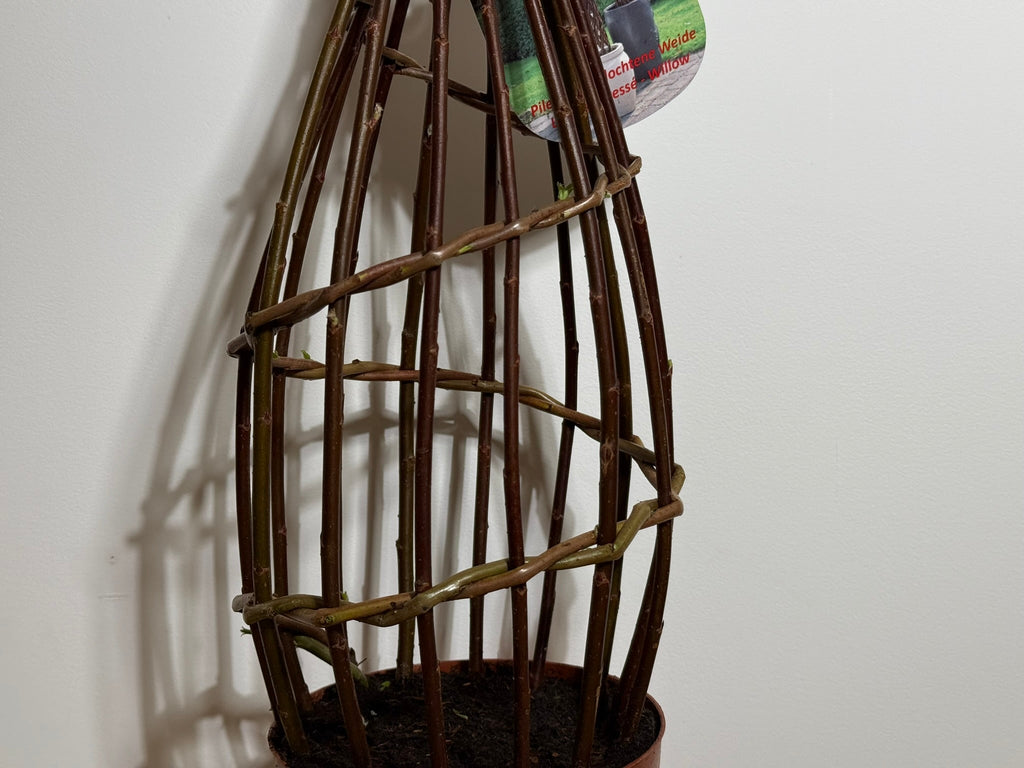 Salix Hybrid Americana Living Braided Willow Tree Sculpture 50cm, 15cm pot (50-08)