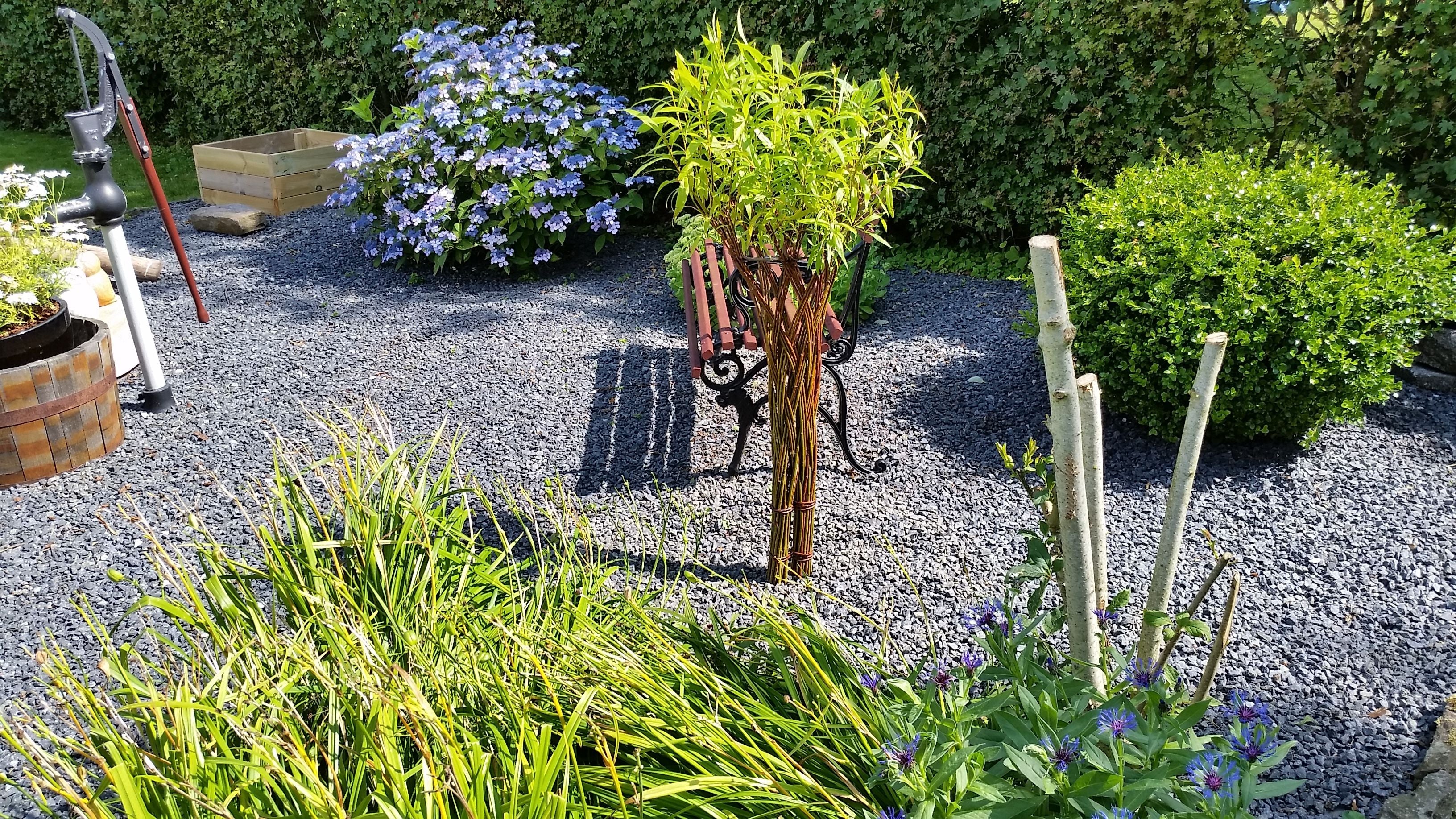 Salix Hybrid Americana Living Braided Willow Tree Sculpture 50cm, 15cm pot (50-09)