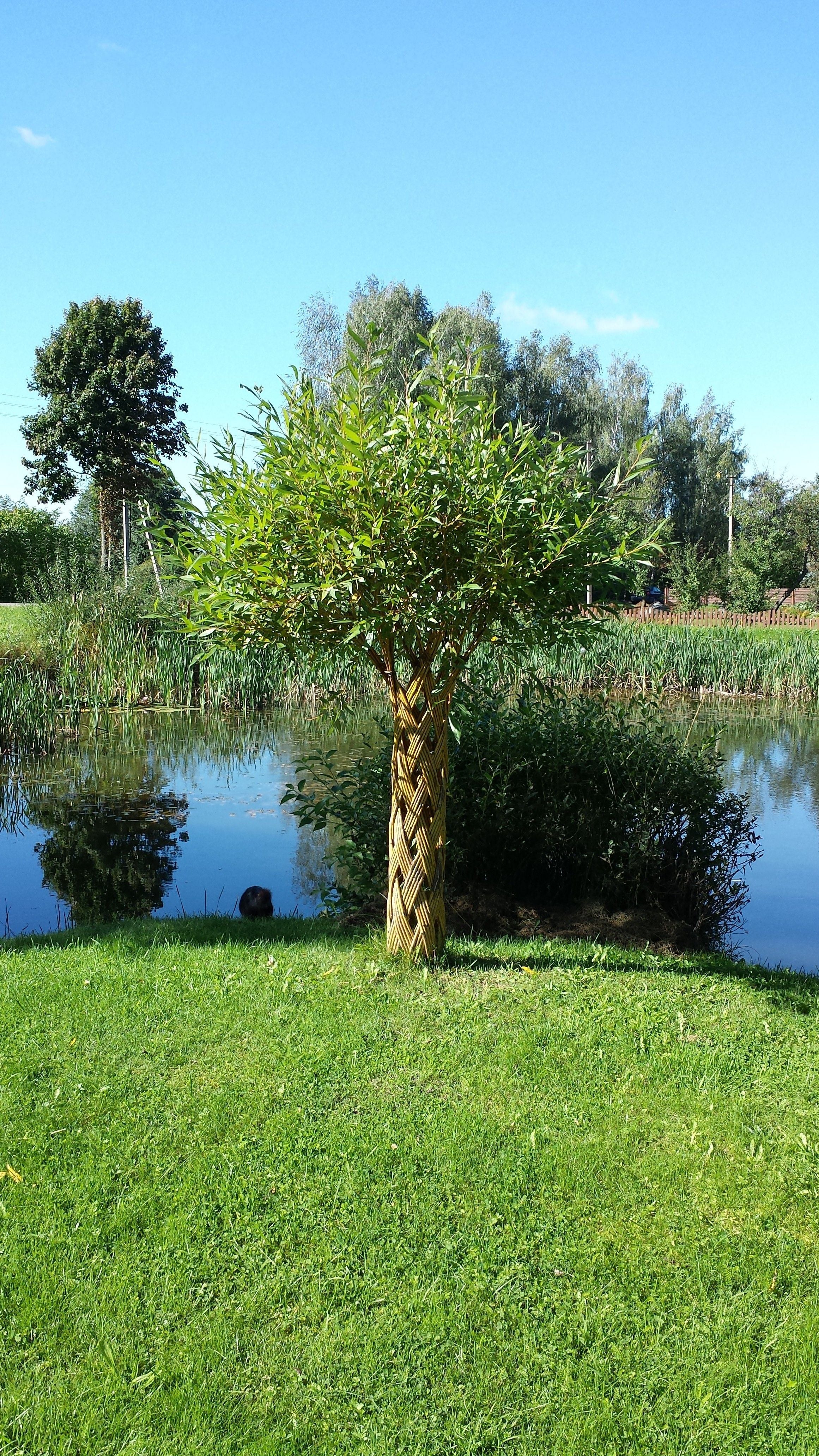 Salix Hybrid Americana Living Braided Willow Tree Sculpture 50cm, 15cm pot (50-04)