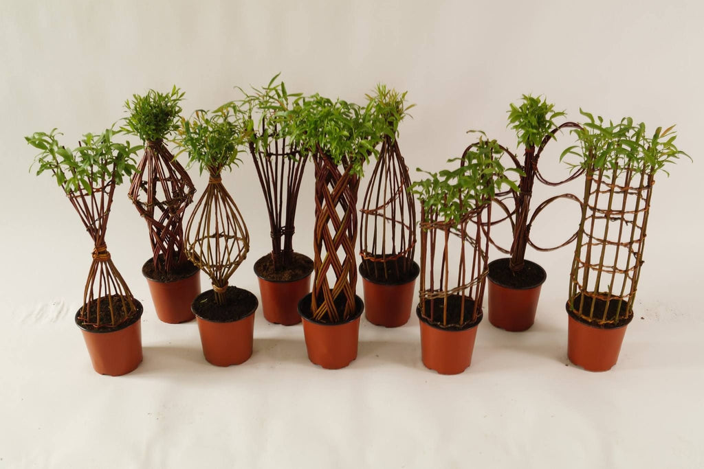 Salix Hybrid Americana Living Braided Willow Tree Sculpture 50cm, 15cm pot (50-09)