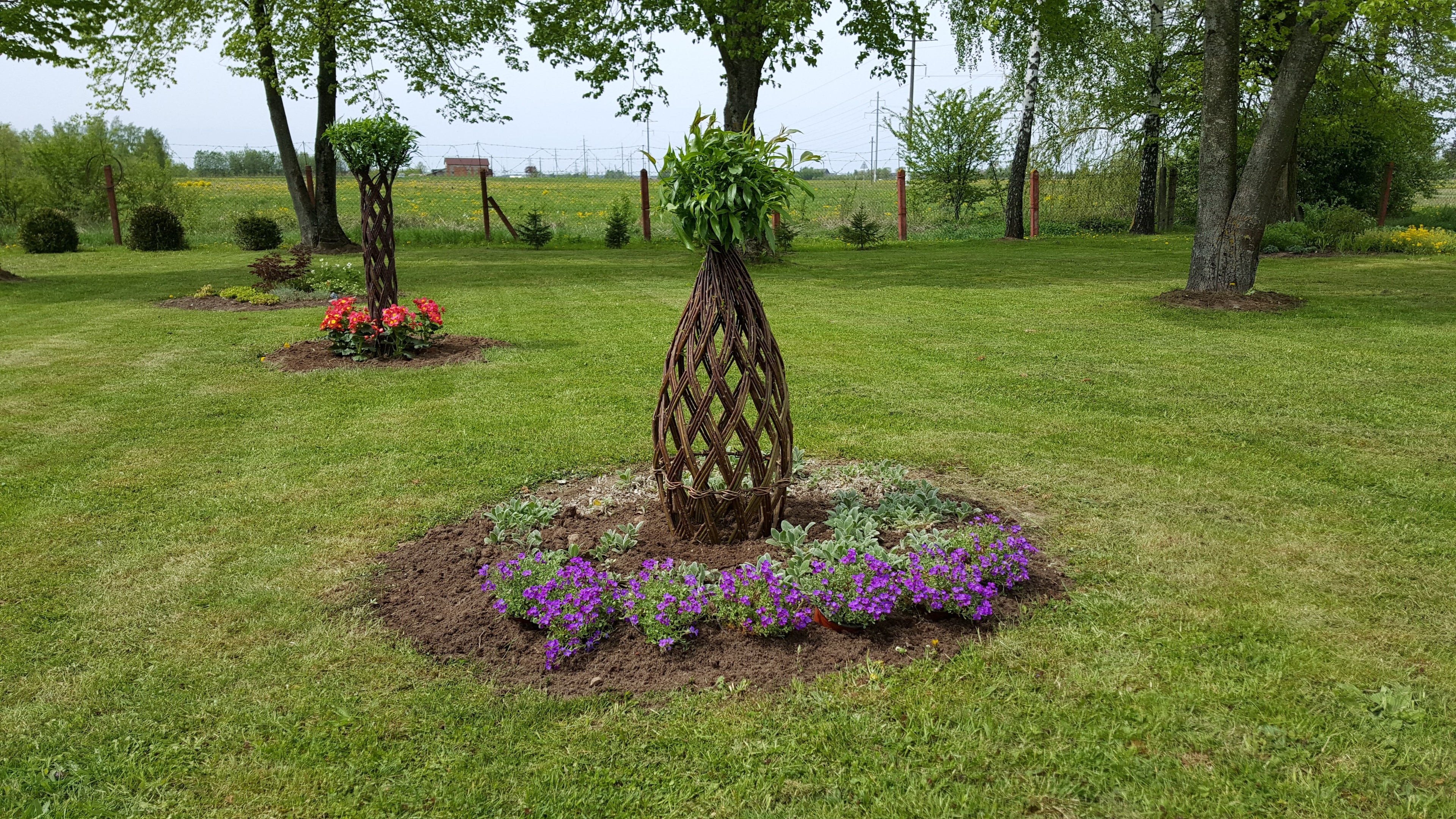 Salix Hybrid Americana Living Braided Willow Tree Sculpture 50cm, 15cm pot (50-01)