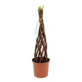 Salix Hybrid Americana Living Braided Willow Tree Sculpture 50cm, 15cm pot (50-02)