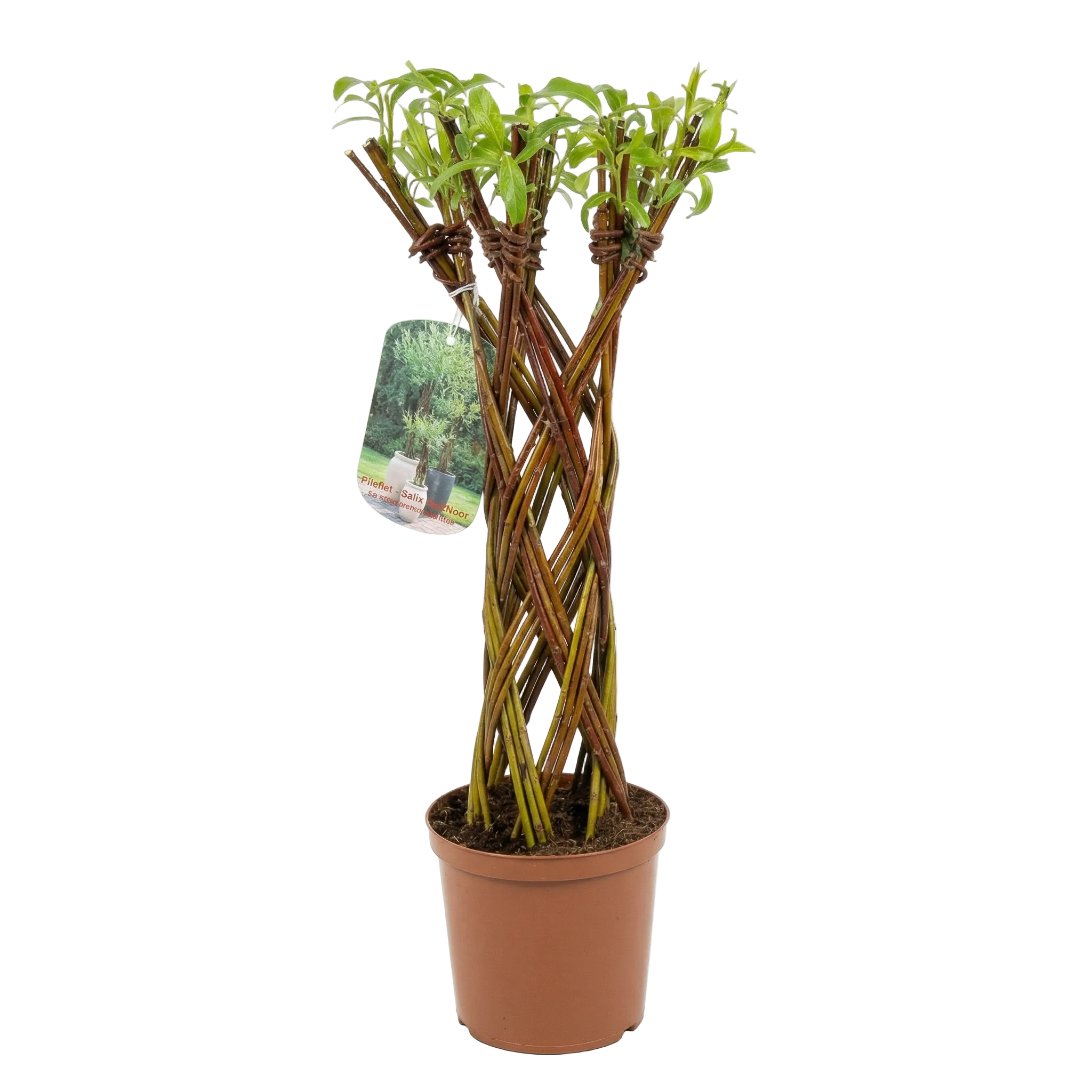 Salix Hybrid Americana Living Braided Willow Tree Sculpture 50cm, 15cm pot (50-07)