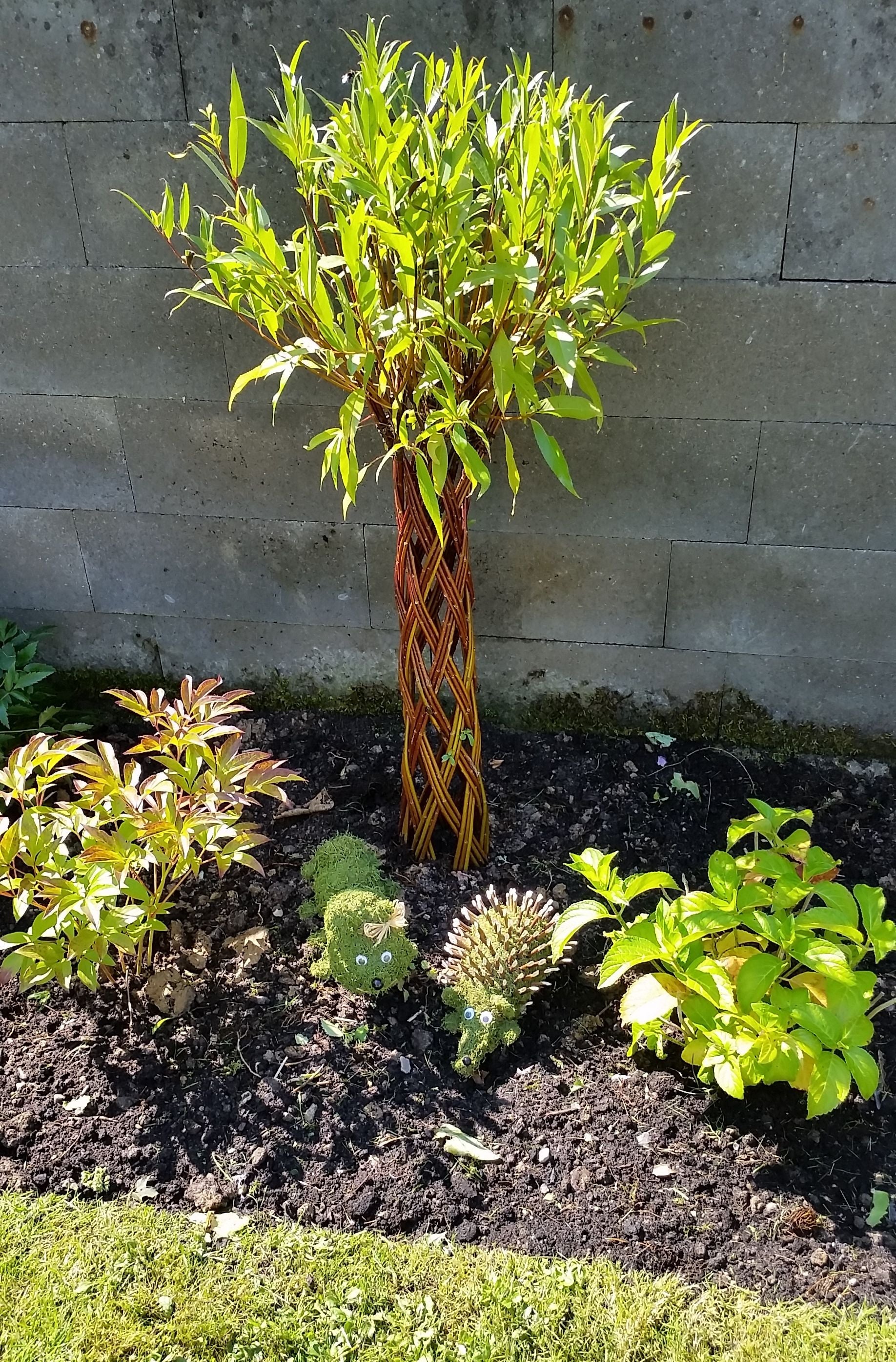 Salix Hybrid Americana Living Braided Willow Tree Sculpture 50cm, 15cm pot (50-06)