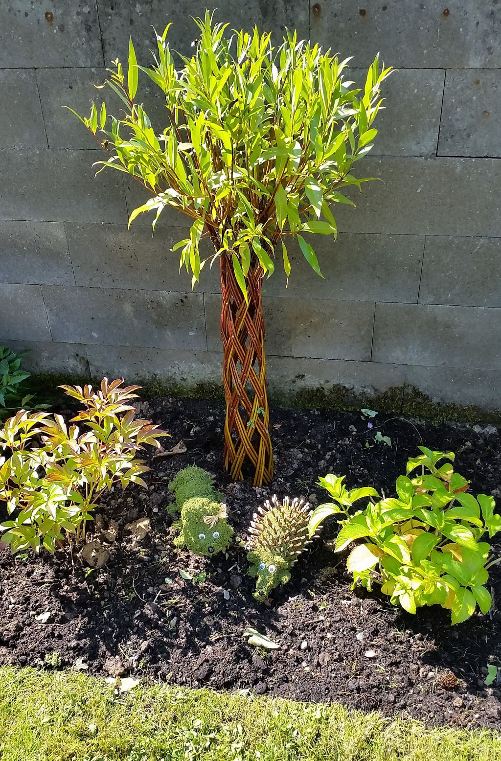 Salix Hybrid Americana Living Braided Willow Tree Sculpture 50cm, 15cm pot (50-09)