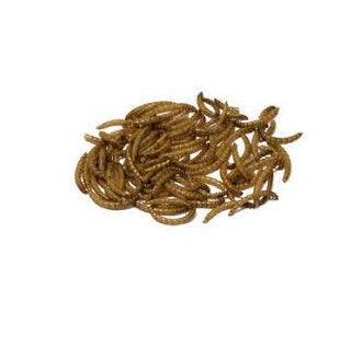 Bucktons Mealworms