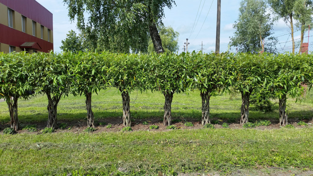 Salix Hybrid Americana Living Braided Willow Tree Sculpture 50cm, 15cm pot (50-01)