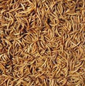 Hutton Mill Mealworms