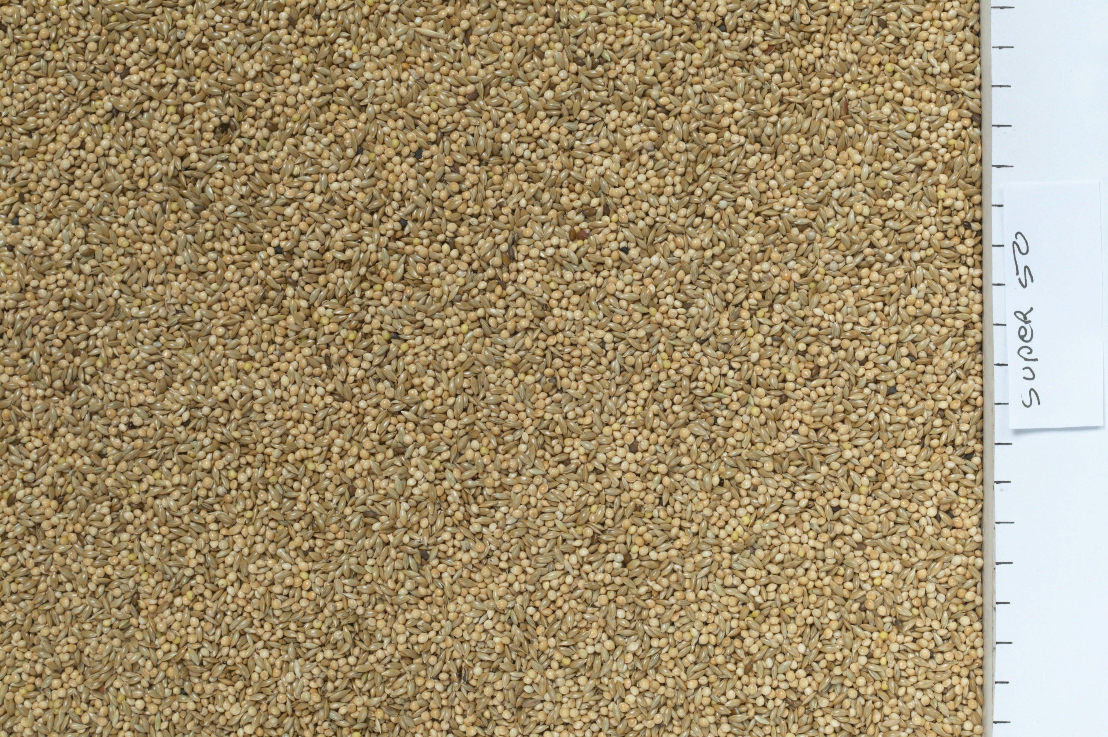 Johnston & Jeff Super 50 Budgieseed