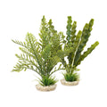 Rosewood Aponogeton/Hottonia Mix x4