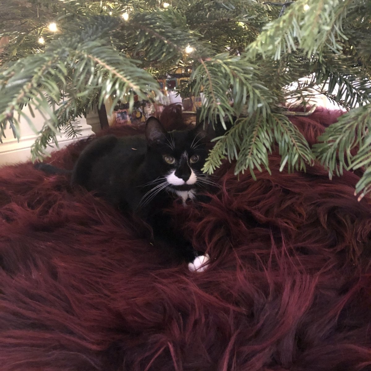 Ultimate Christmas Tree Skirt | Icelandic Sheepskin Burgundy