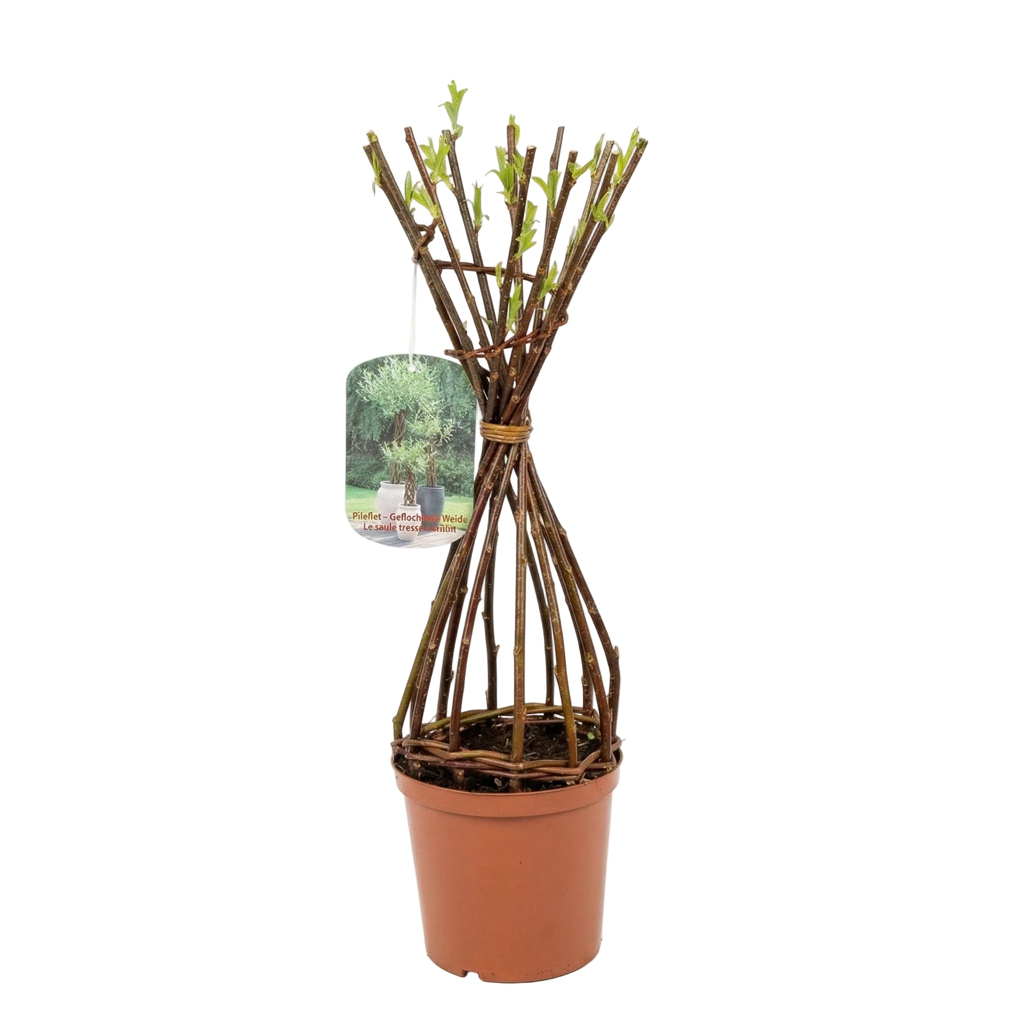 Salix Hybrid Americana Living Braided Willow Tree Sculpture 50cm, 15cm pot (50-04)