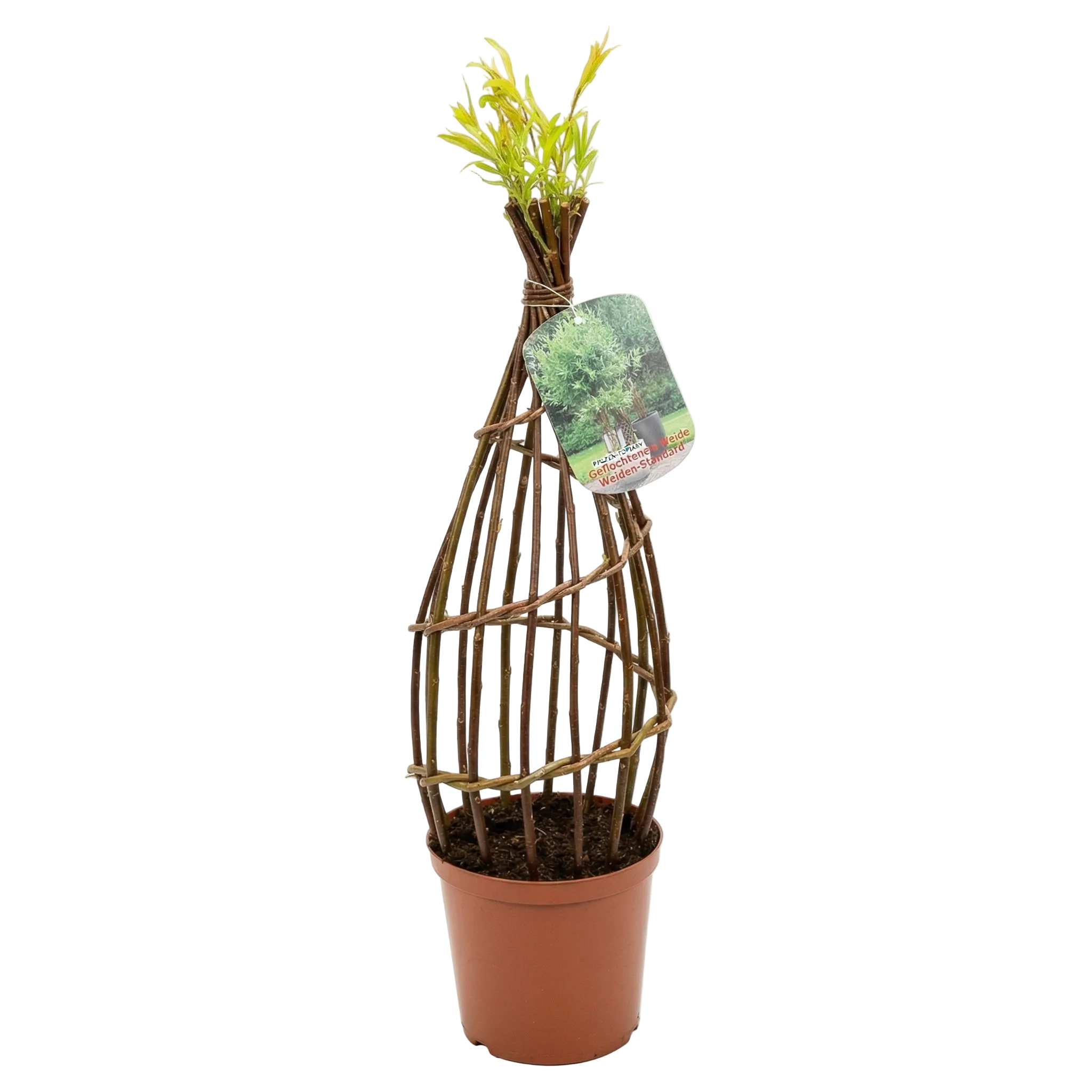 Salix Hybrid Americana Living Braided Willow Tree Sculpture 50cm, 15cm pot (50-08)