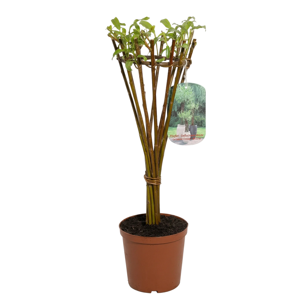 Salix Hybrid Americana Living Braided Willow Tree Sculpture 50cm, 15cm pot (50-06)