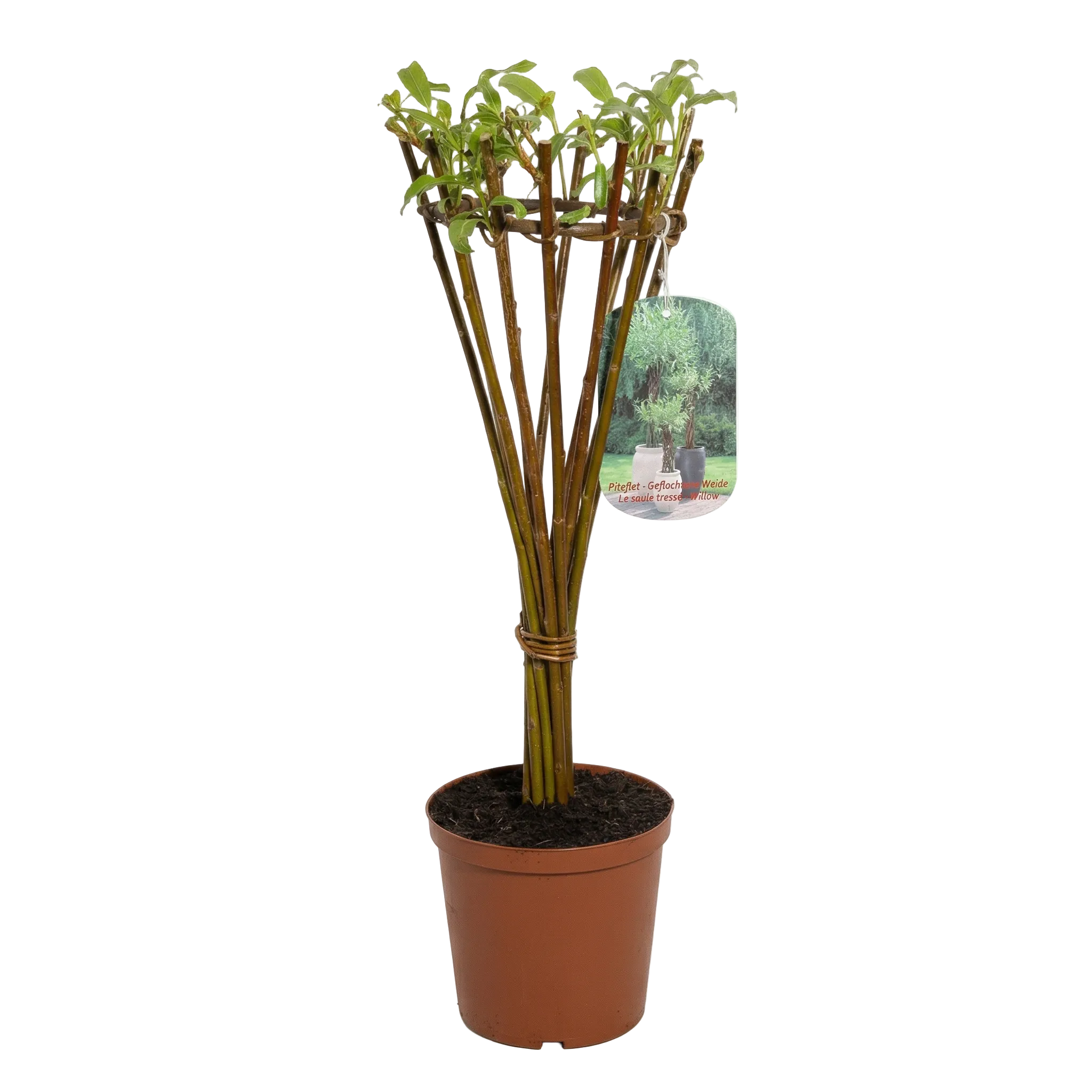 Salix Hybrid Americana Living Braided Willow Tree Sculpture 50cm, 15cm pot (50-06)